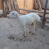 قوچ
