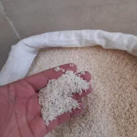 برنج هاشمی لنگرود