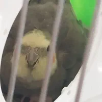 عروس هلندی مولد نرو ماده نر سخنگو