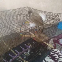 شادگان