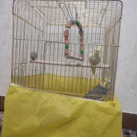 عروس هلندی
