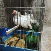 عروس هلندی.جوجه خروس.قناری.فنچ