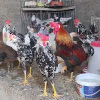 مرغ و خروس گلین