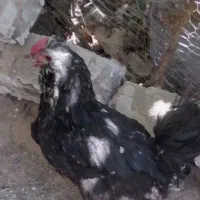 یه عدد مرغ گلین تخم گذار بفروش میرسد