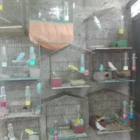 پرنده