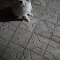 سگ پاکوتاه .یک عدد چراغ جلو ۱۳۲.یه جفت هدلایت