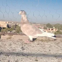کفتر|پرنده|تربت‌حیدریه, طالقانی|دیوار