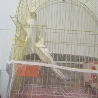 عروس. هلندی.