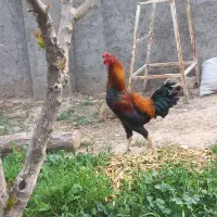 خروس ۲ ساله