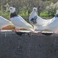 کبوتر گلچین بدون کوچکترین ایراد