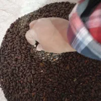 بذر لوبیا سبز درجه یک