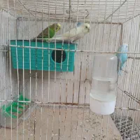 مرغ عشق