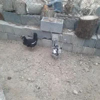 مرغ گلین