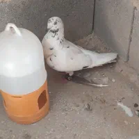 کبوتر معاوضه یا فروش