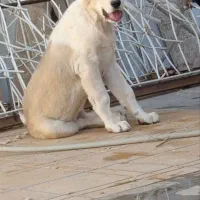 توله ماده