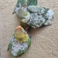 جوجه طوطی برزیلی
