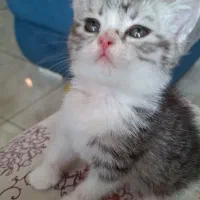 بچه گربه بریتیش واسکاتیش