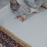 کبوتر|پرنده|کارون, |دیوار