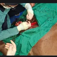 دامپزشک اسب