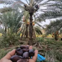 خرما