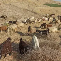 بز و کهره