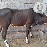 گوساله نر گوشتی