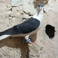 یک جفت ساده افغانی