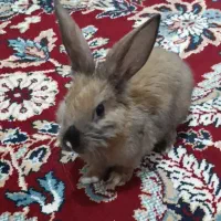 خرگوش مینیاتوری