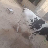 گاو