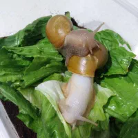 حلزون آچاتینا