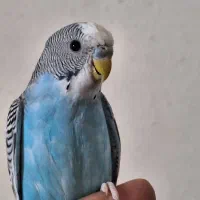 فروش مرغ عشق نر