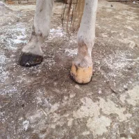 نعل بندی و قیار