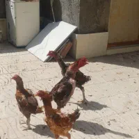 مرغ خروس لاری