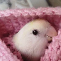 کوتوله برزیلی رام و بانمک