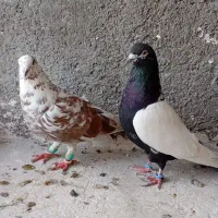 کفترصید|پرنده|مشهد, شهرک مهر آباد|دیوار