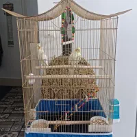 پرنده عروس هلندی