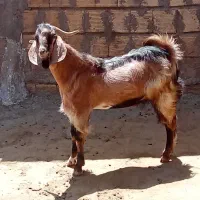 بز غاله ۷ماهه نر داشتی برای جلو گله
