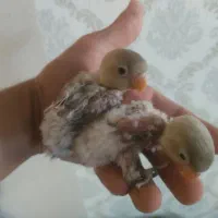 جوجه کوتوله برزیلی