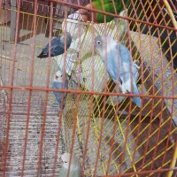 طوطی کوتوله