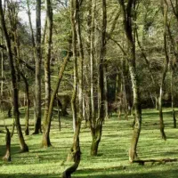تور نیم روزه کودکان در طبیعت (جنگل قصه ها)