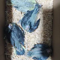 جوجه سرلاکی