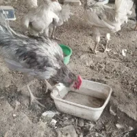 فروش گلین خروس