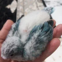 جوجه راهب سرلاکی.