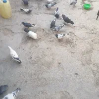 کبوتر