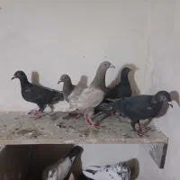 کبوتر