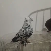 معاوضه فوری کفتر با هرچی بکارم بیاد