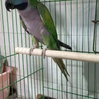 طوطی.پاراکت.دِربیان.سخنگو