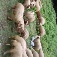 گوسفند شکم دار یا آبستن