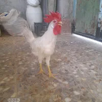 خروس