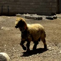 قوچ داشتی